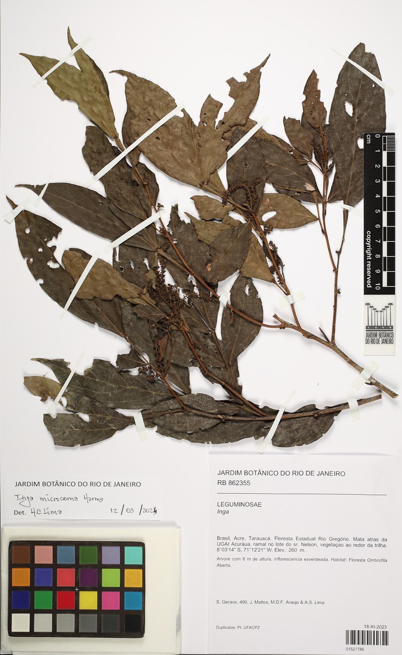 Inga microcoma