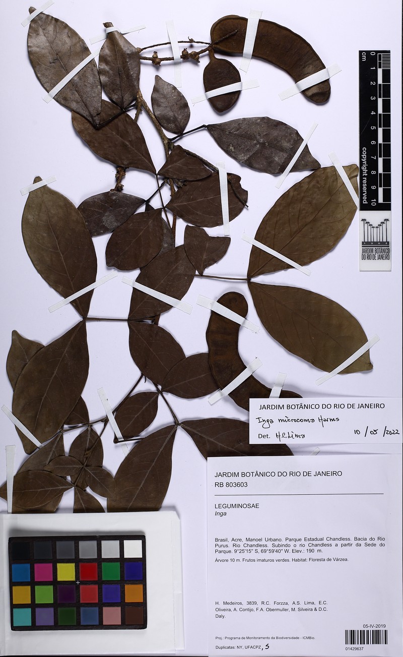 Inga microcoma photo 2