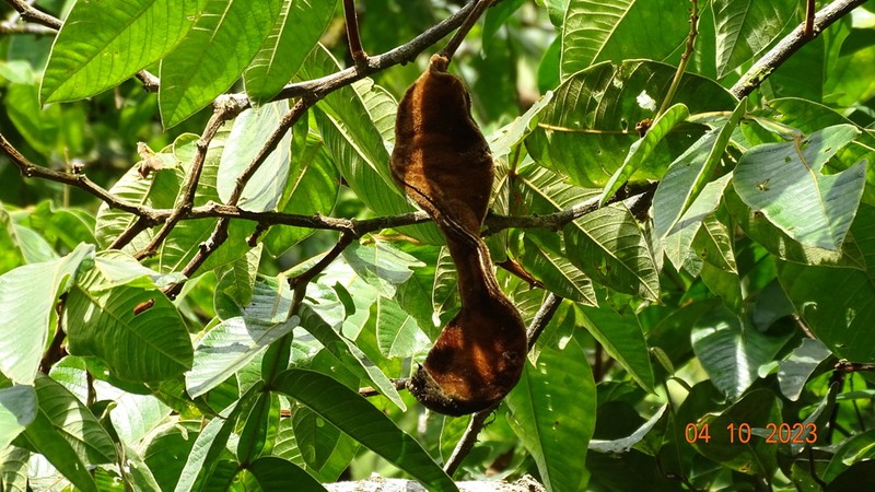 Inga mucuna