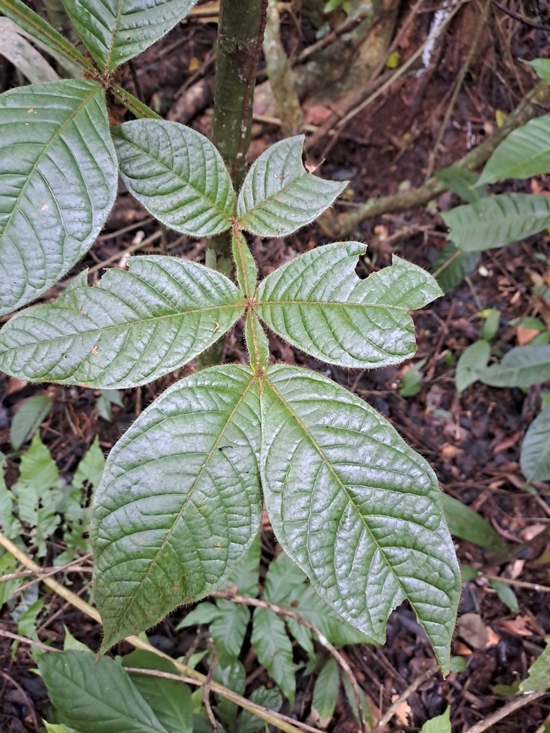 Inga mucuna photo 2