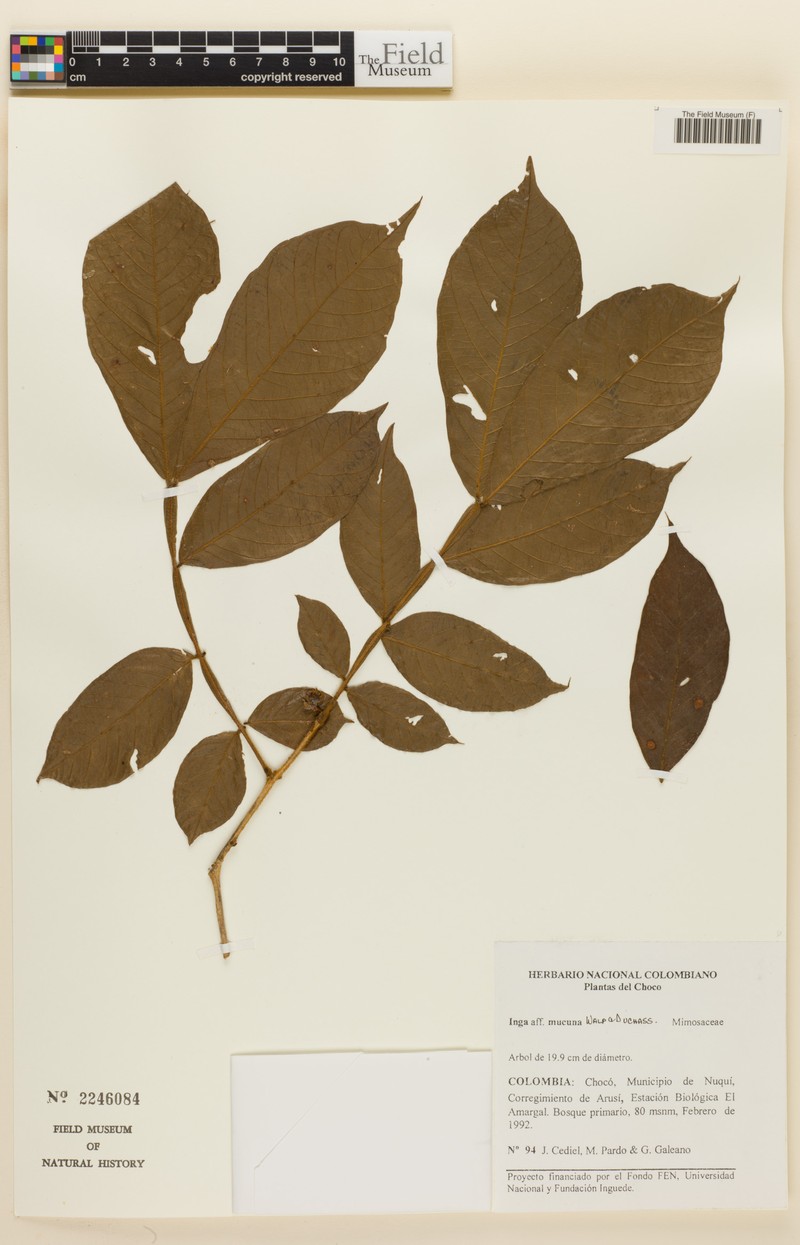 Inga mucuna photo 3