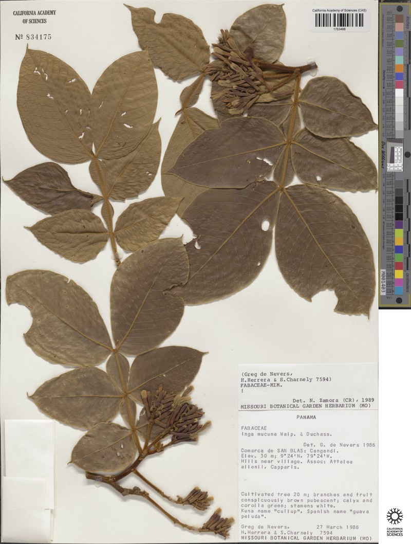 Inga mucuna photo 4