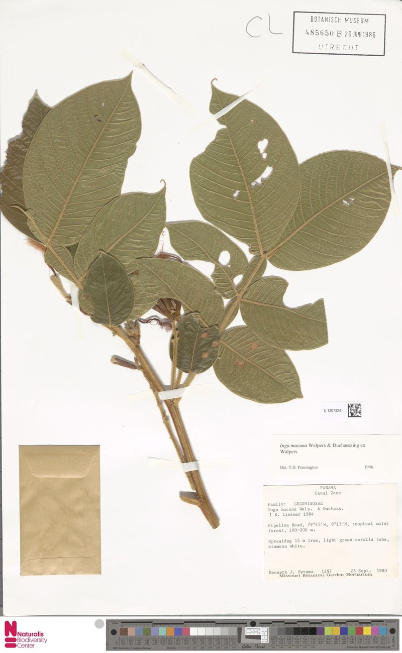 Inga mucuna photo 6
