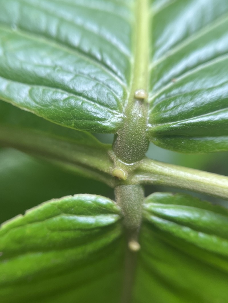 Inga multicaulis