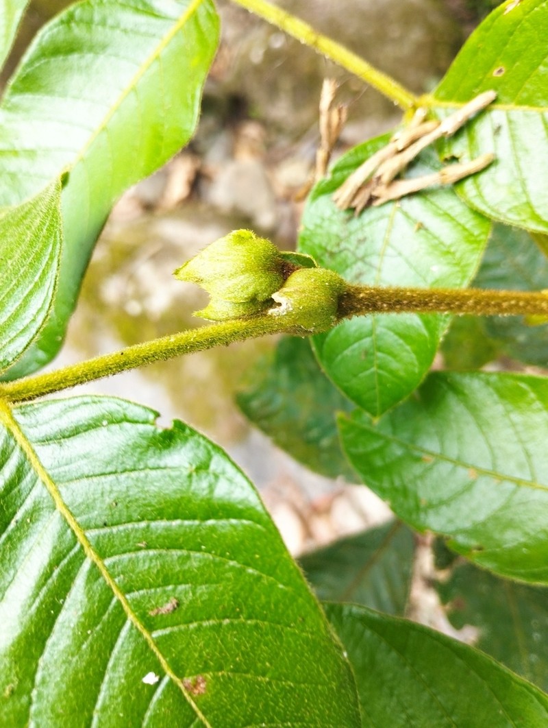 Inga multicaulis photo 2