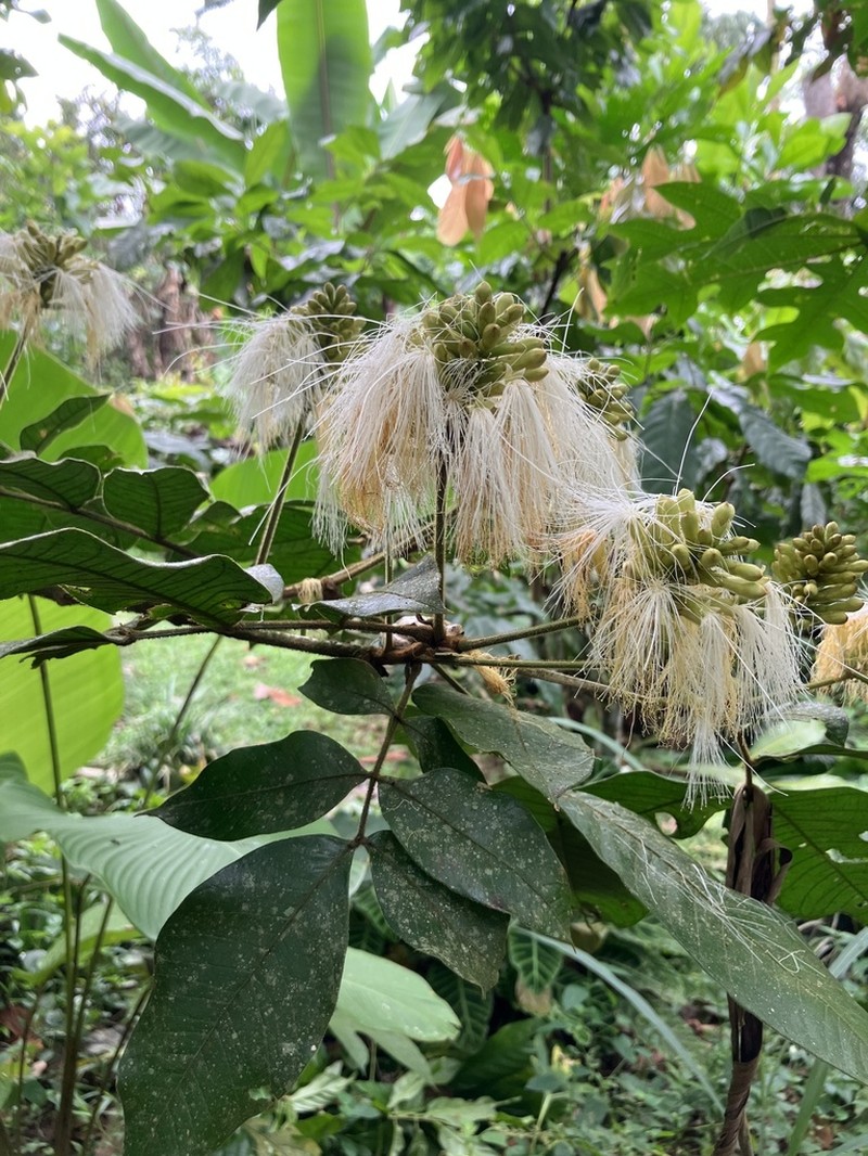 Inga multicaulis photo 3