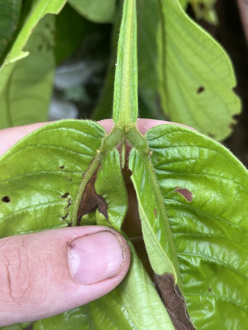 Inga multicaulis photo 5