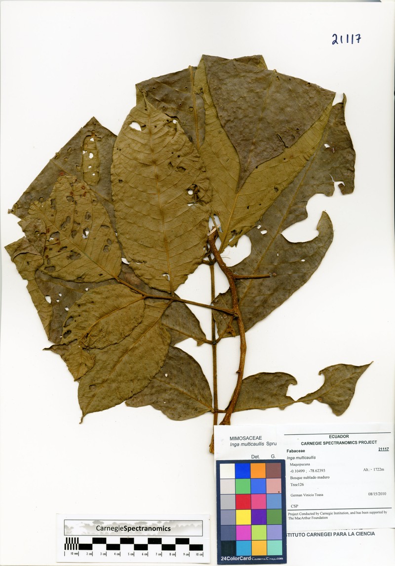Inga multicaulis photo 6