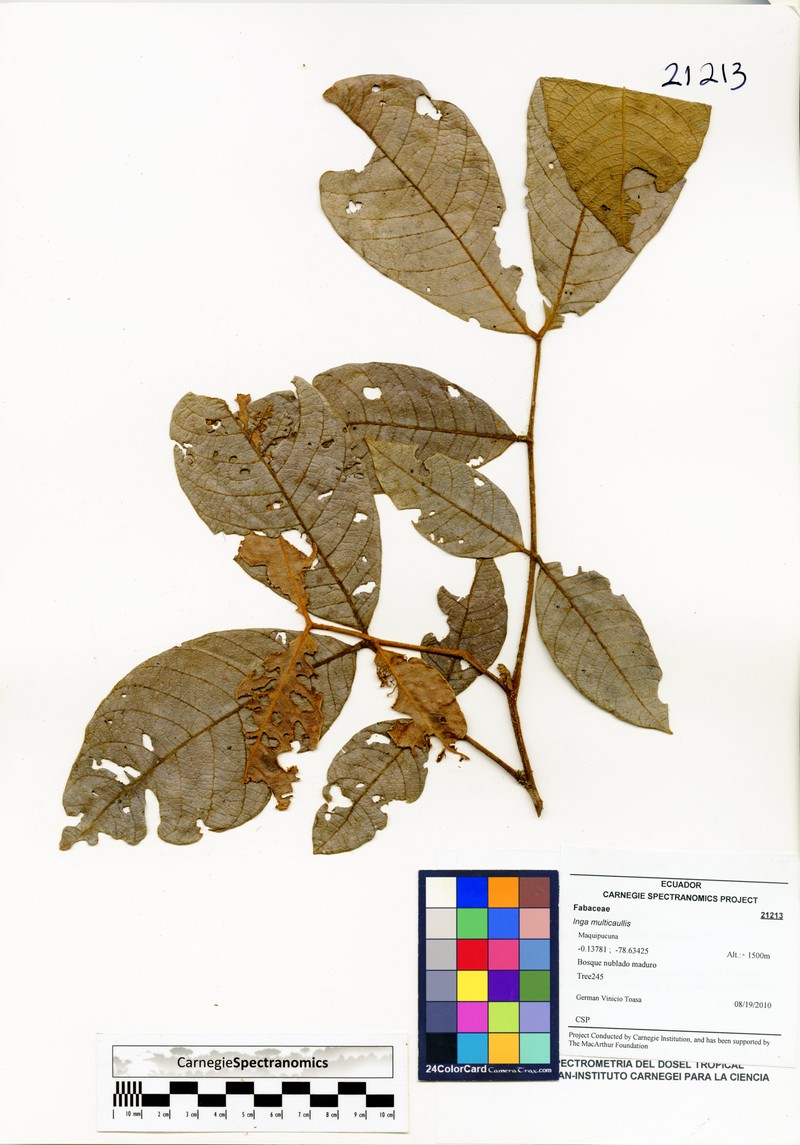 Inga multicaulis photo 7