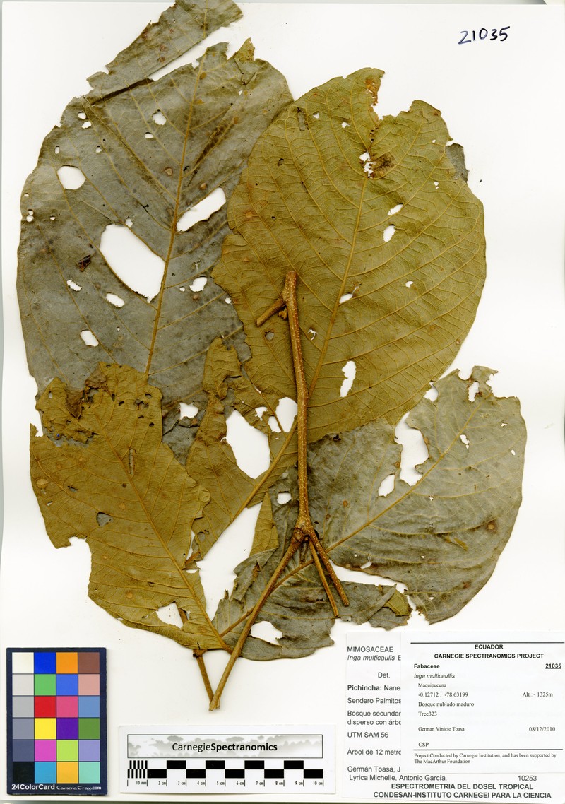 Inga multicaulis photo 8
