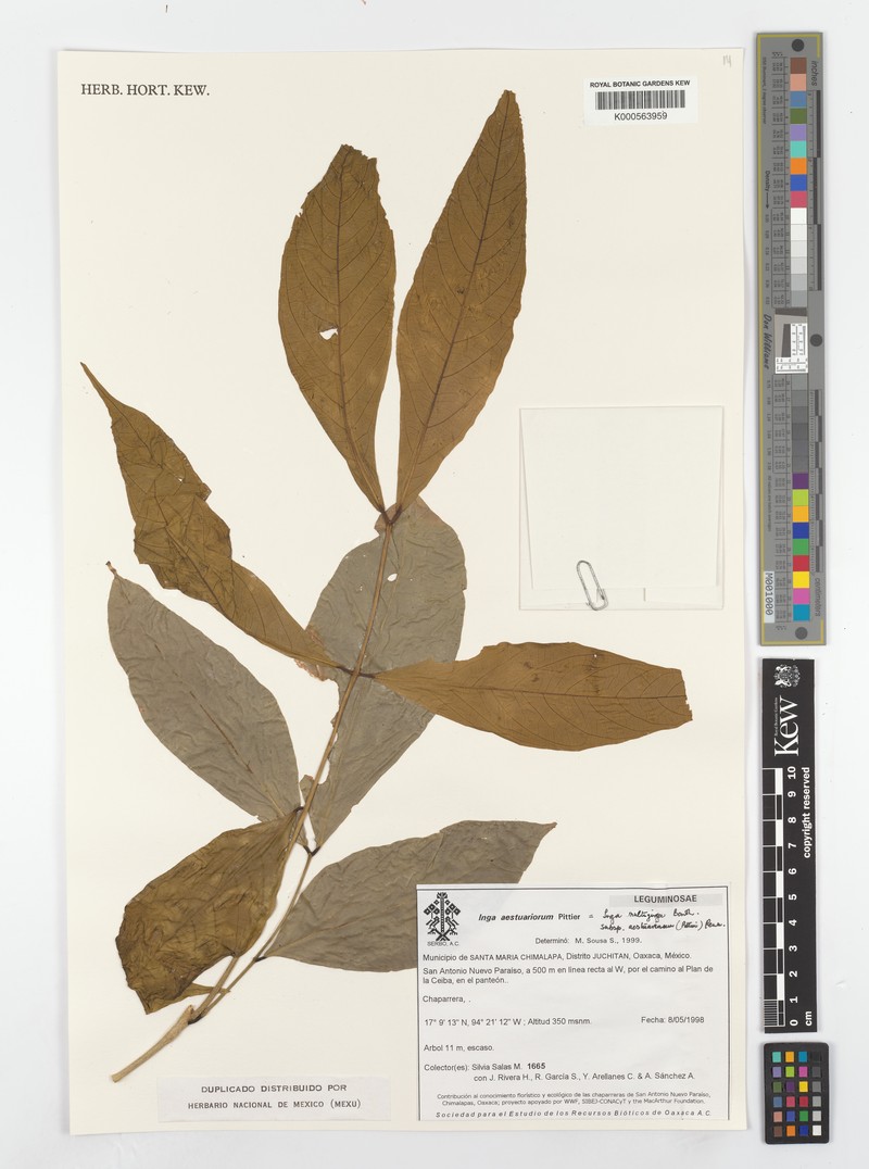 Inga multijuga subsp. aestuariorum