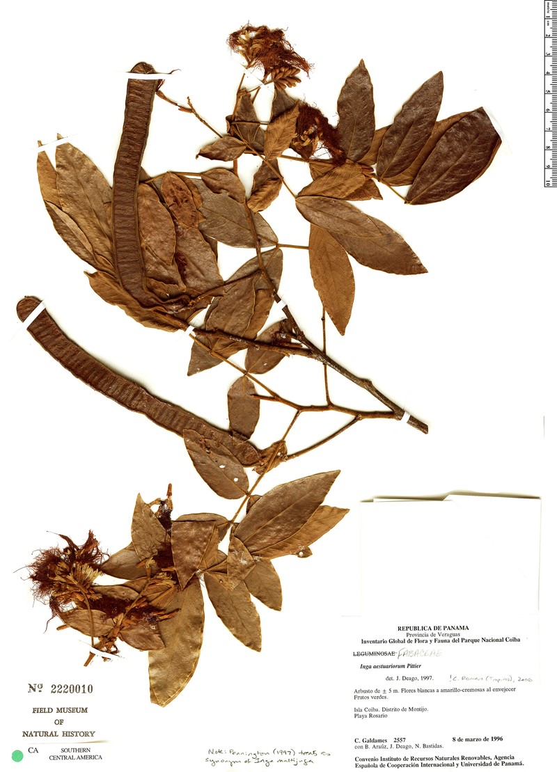 Inga multijuga subsp. aestuariorum photo 2