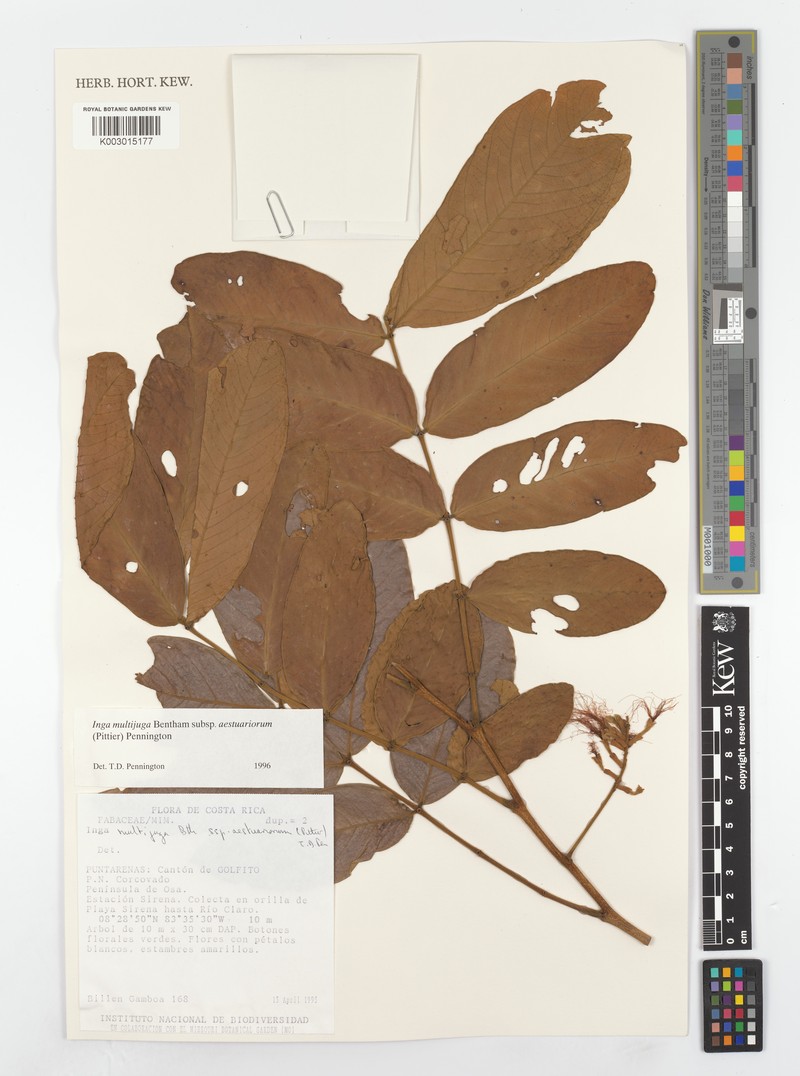 Inga multijuga subsp. aestuariorum photo 3