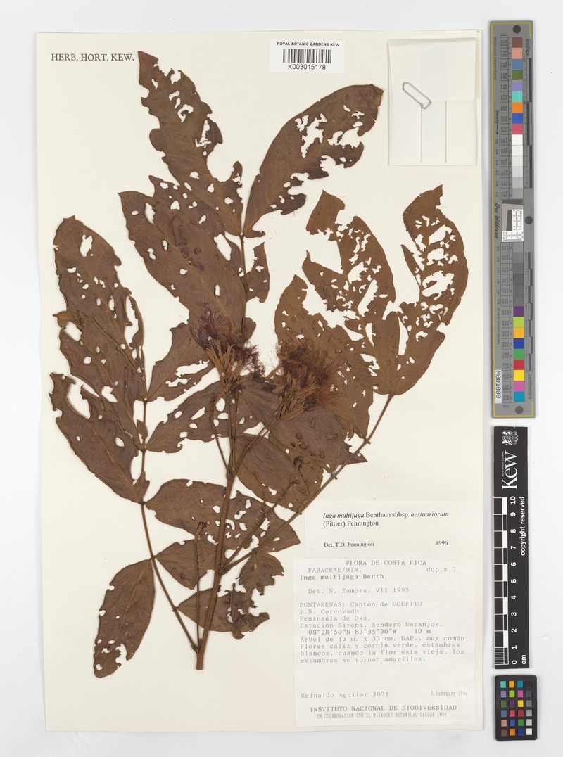 Inga multijuga subsp. aestuariorum photo 4
