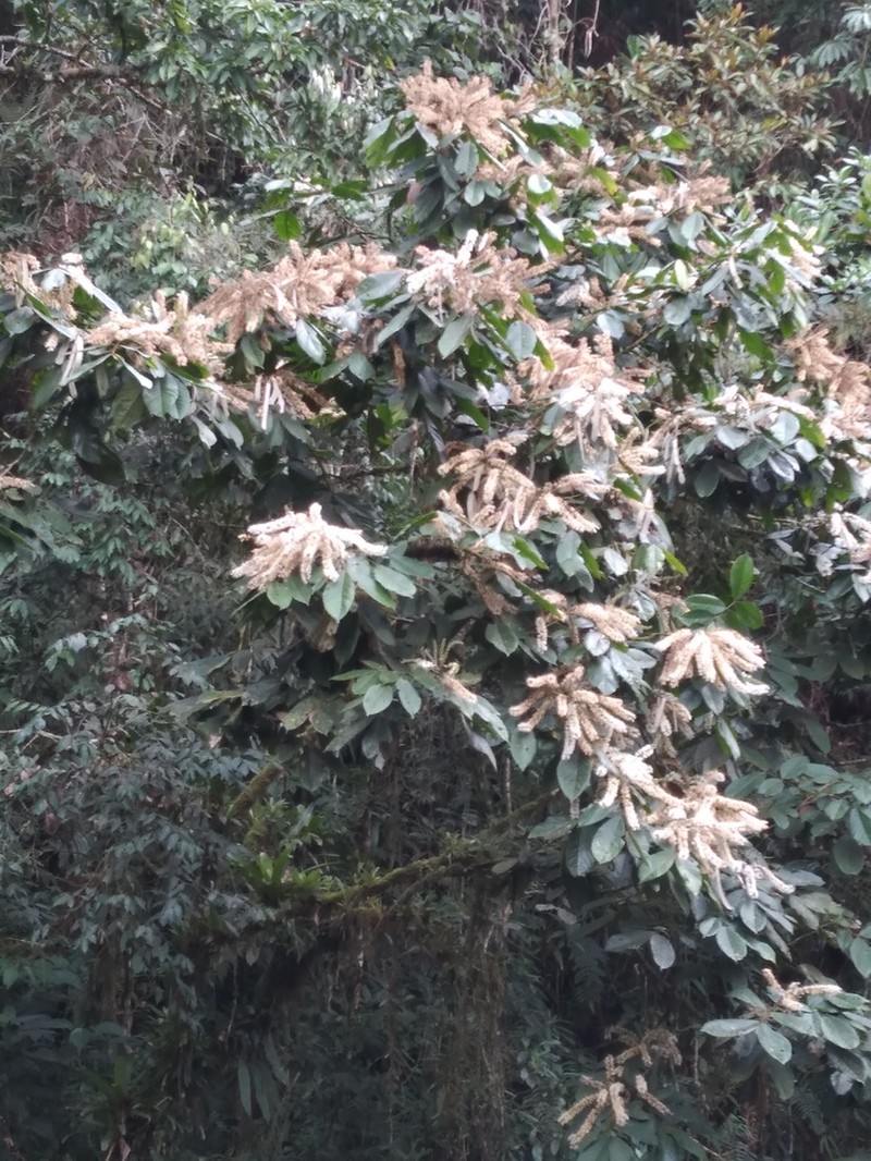 Inga multinervis photo 2