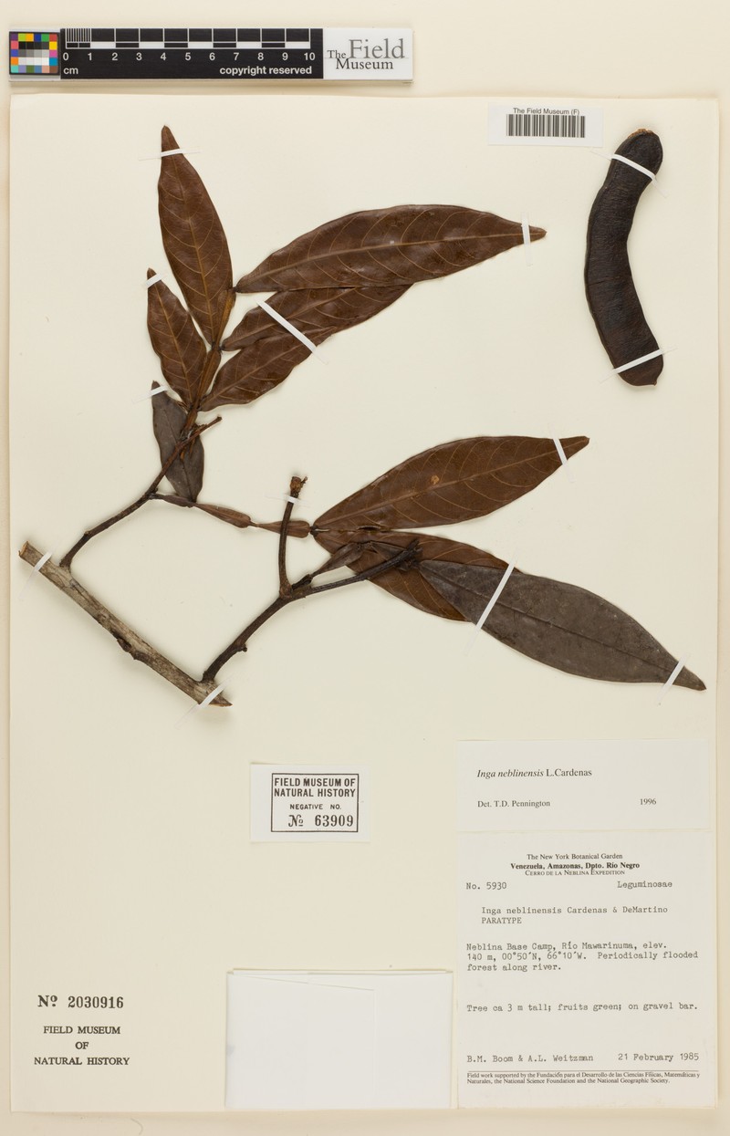 Inga neblinensis