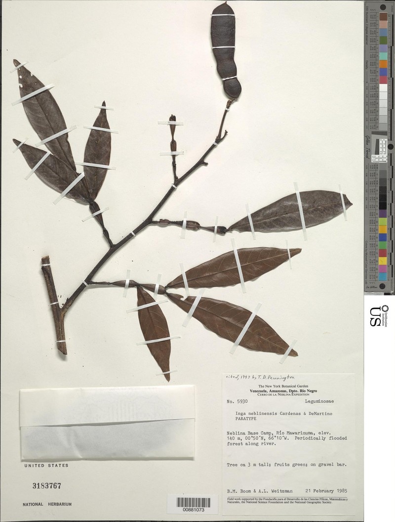 Inga neblinensis photo 2
