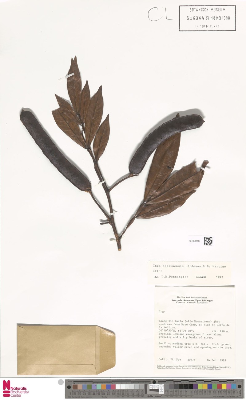 Inga neblinensis photo 3