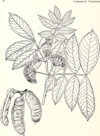 Guama Venezolano