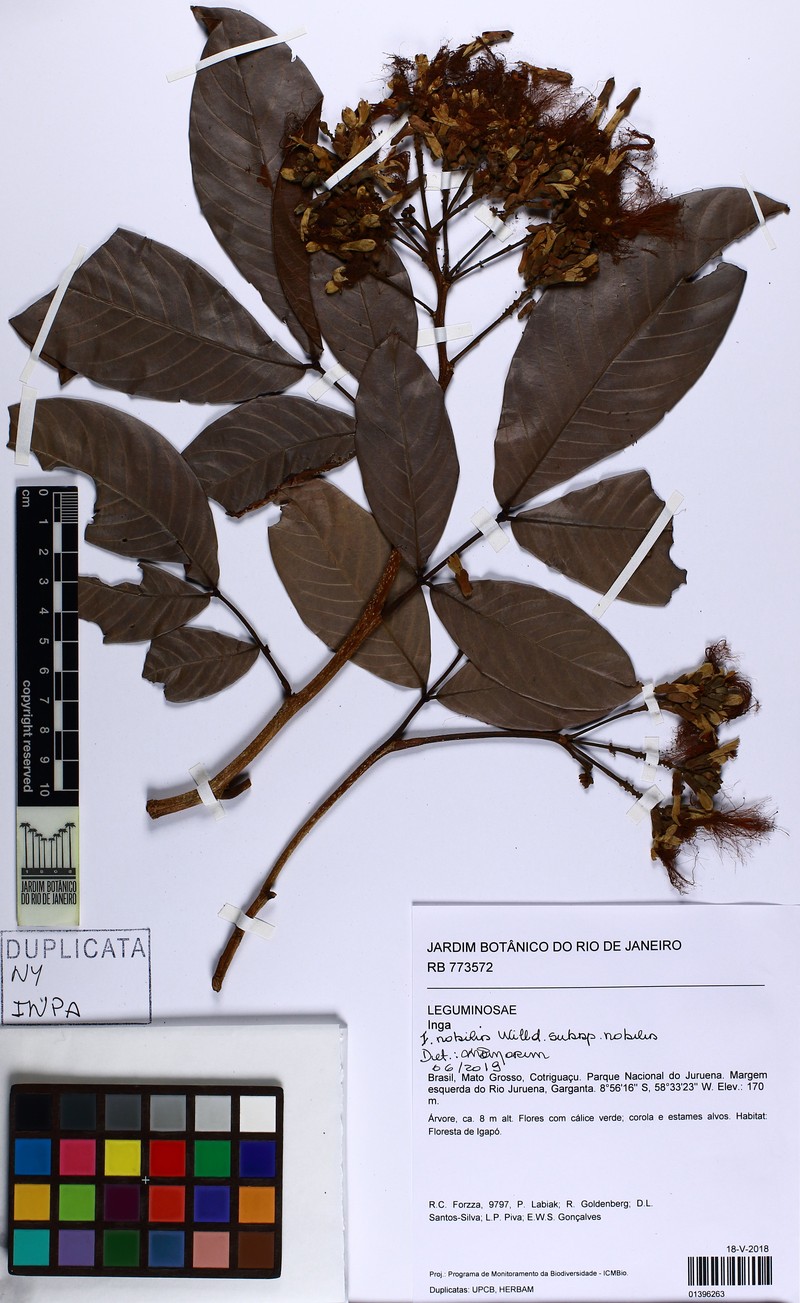 Inga nobilis subsp. nobilis
