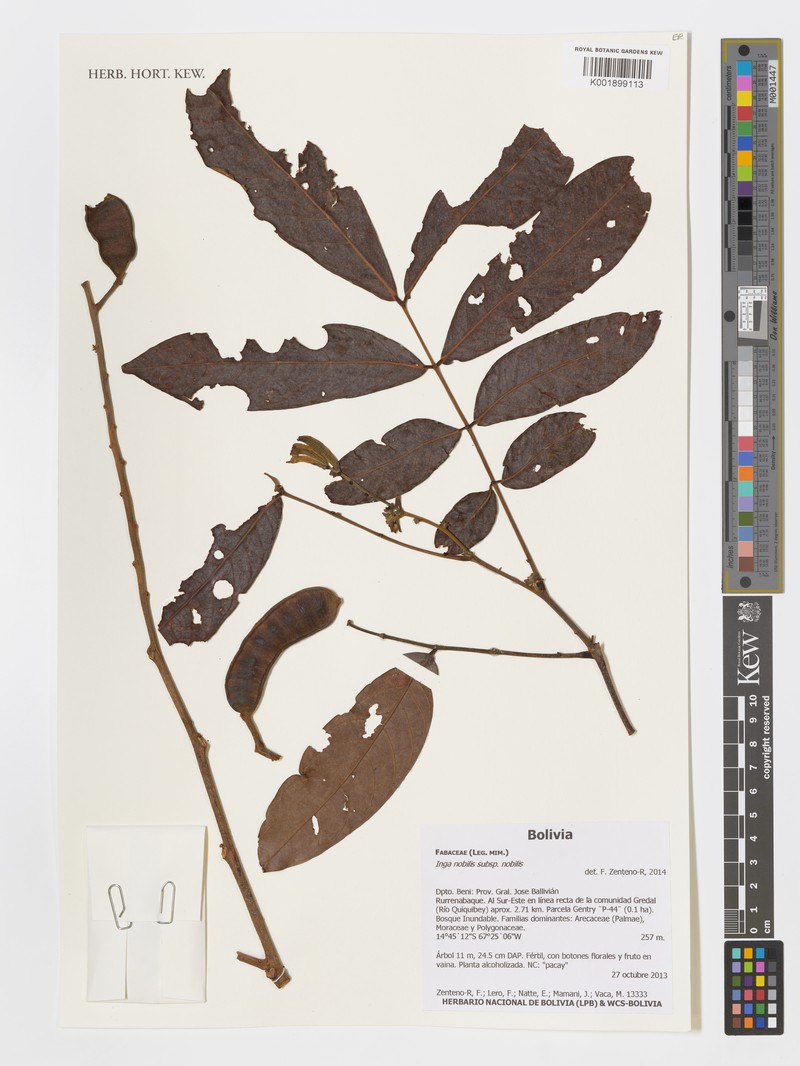 Inga nobilis subsp. nobilis photo 2