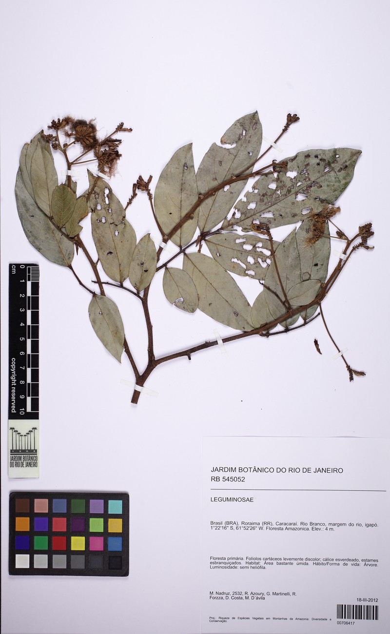 Inga nobilis subsp. nobilis photo 3