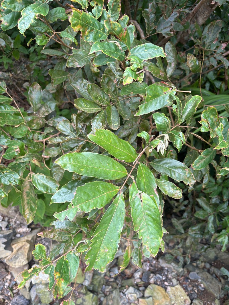 Inga nobilis subsp. quaternata photo 2