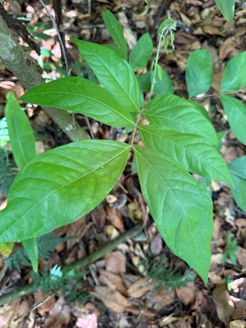 Inga nobilis subsp. quaternata photo 3