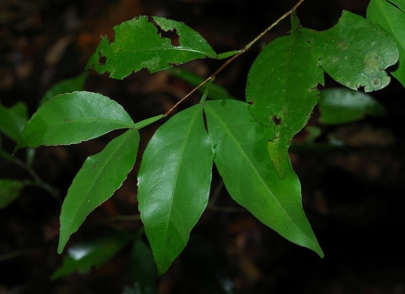 Inga nubium