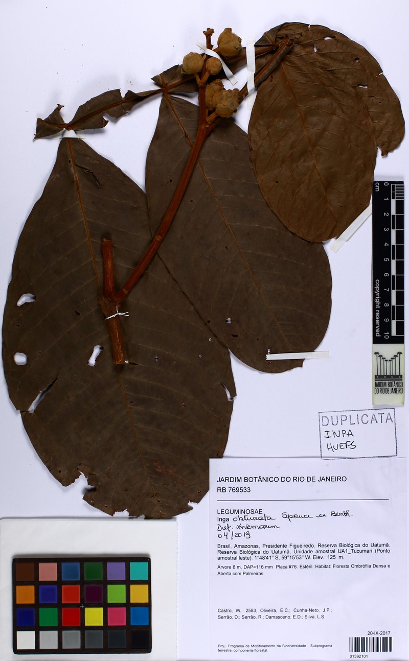 Inga obtusata