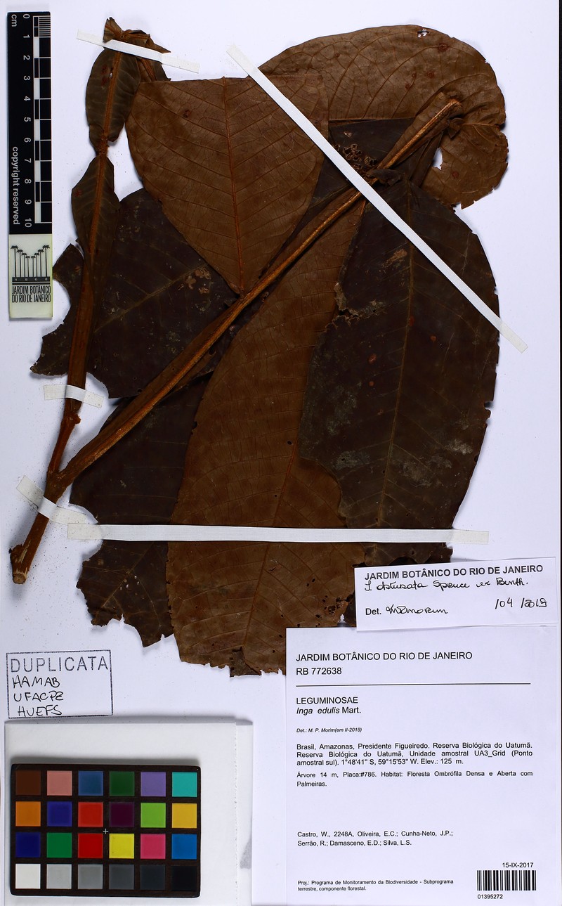 Inga obtusata photo 2