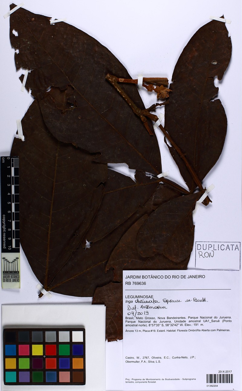 Inga obtusata photo 3