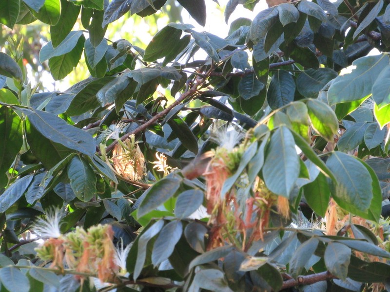 Inga oerstediana photo 6