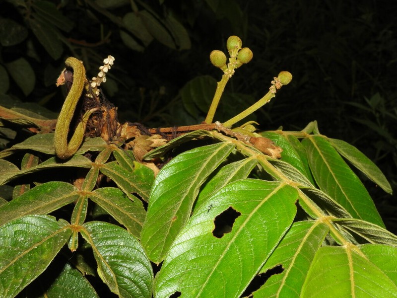 Inga ornata