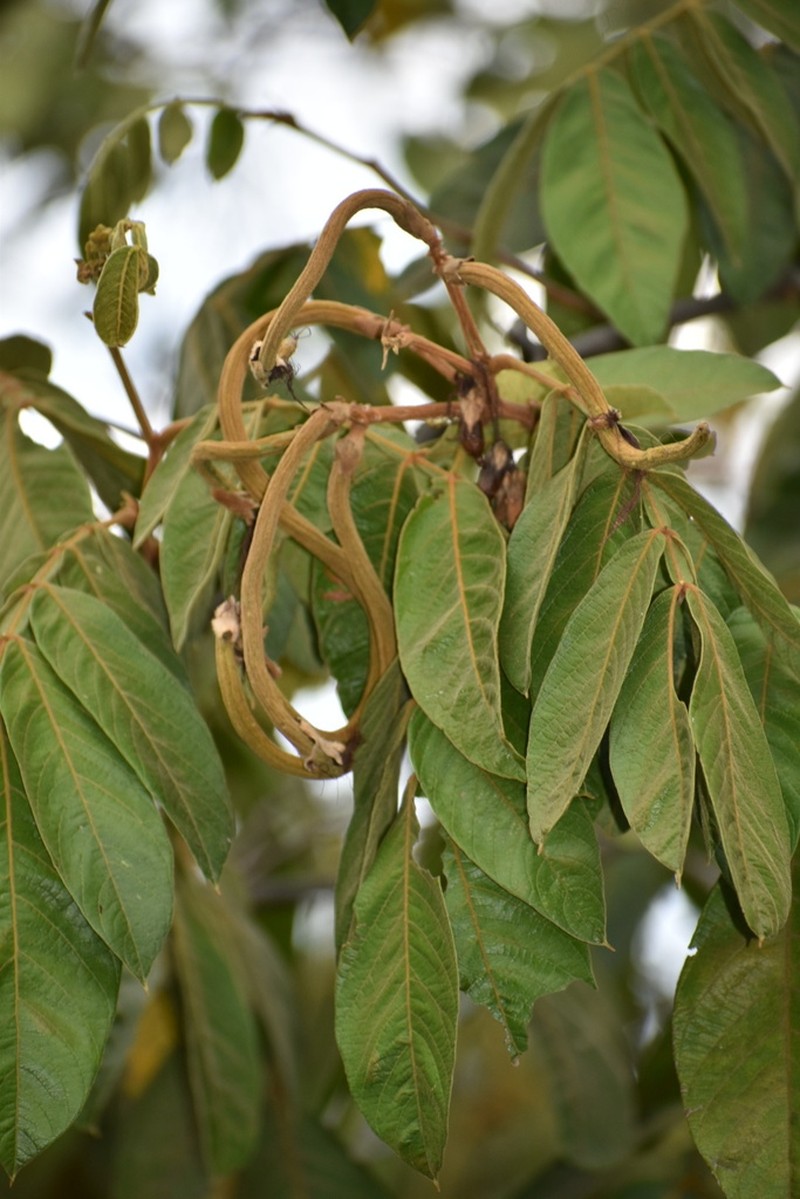 Inga ornata photo 3