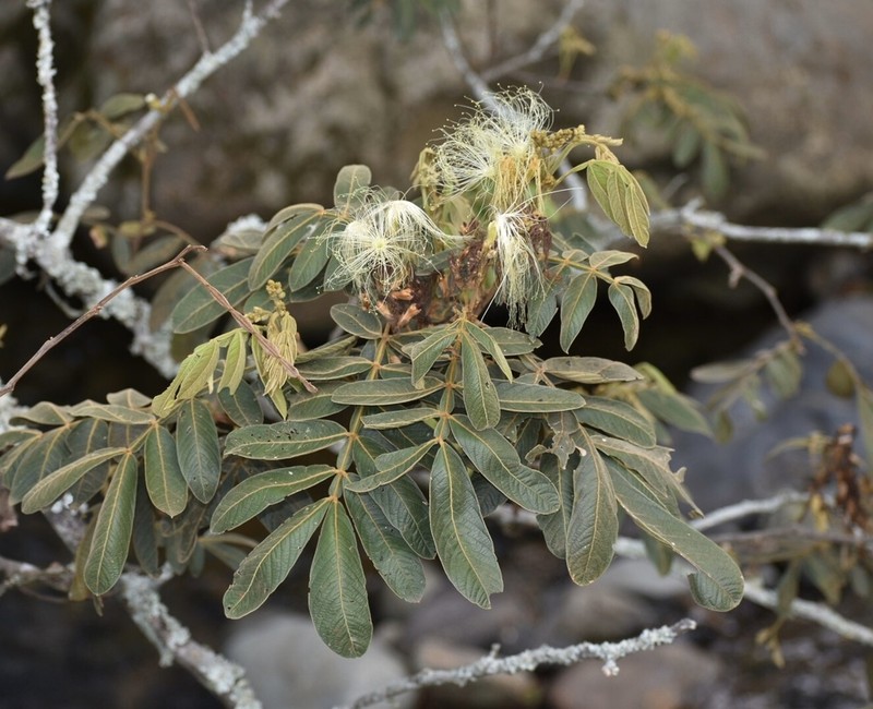 Inga ornata photo 6