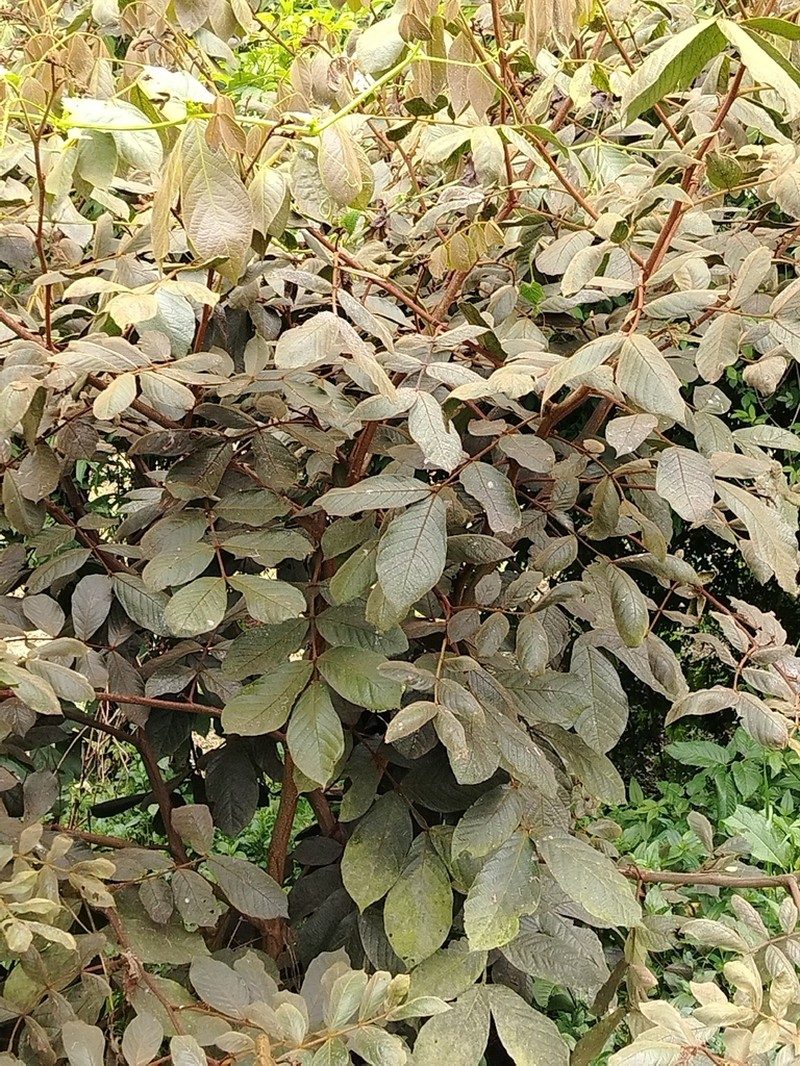 Inga ornata photo 8