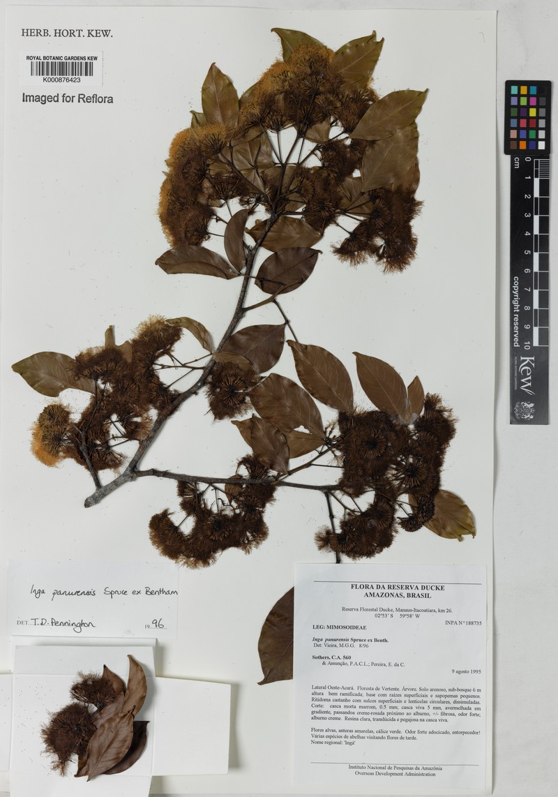 Inga panurensis