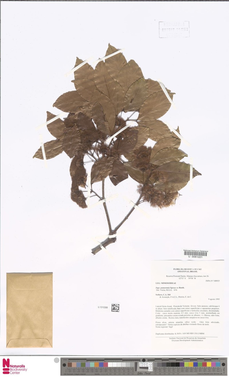 Inga panurensis photo 2