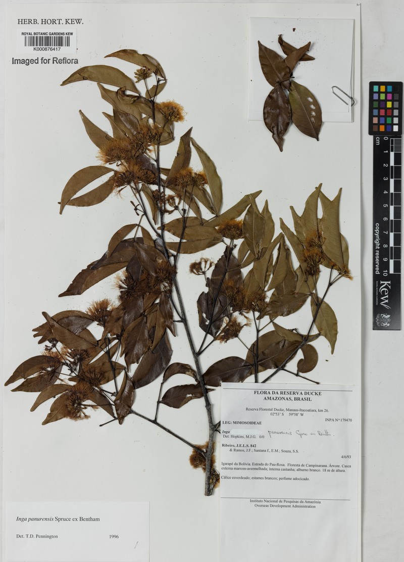 Inga panurensis photo 3