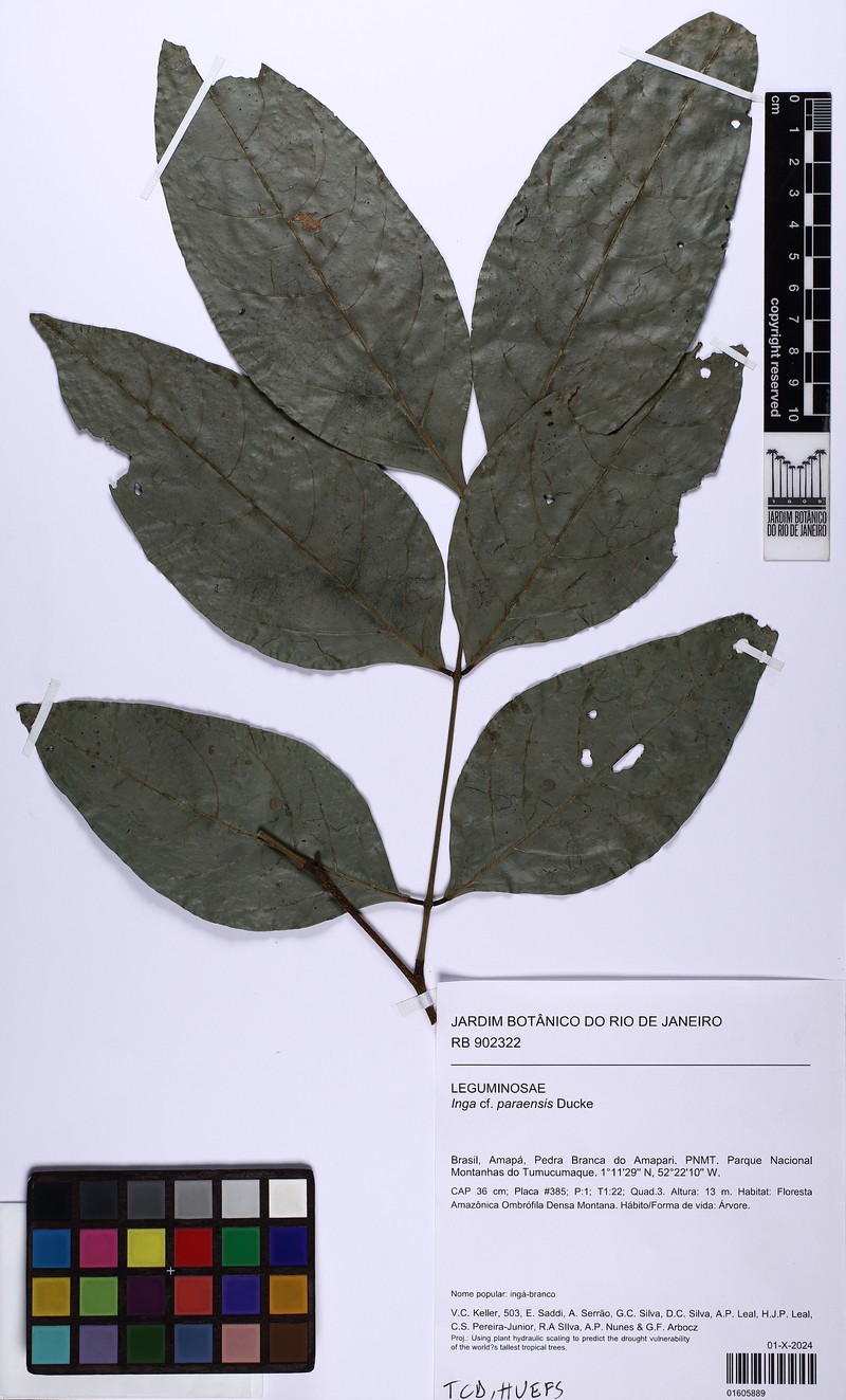 Inga paraensis