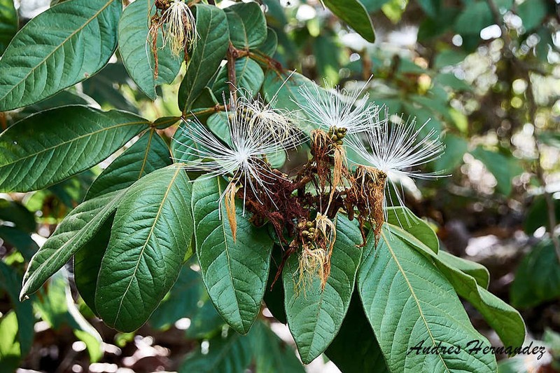 Inga pauciflora