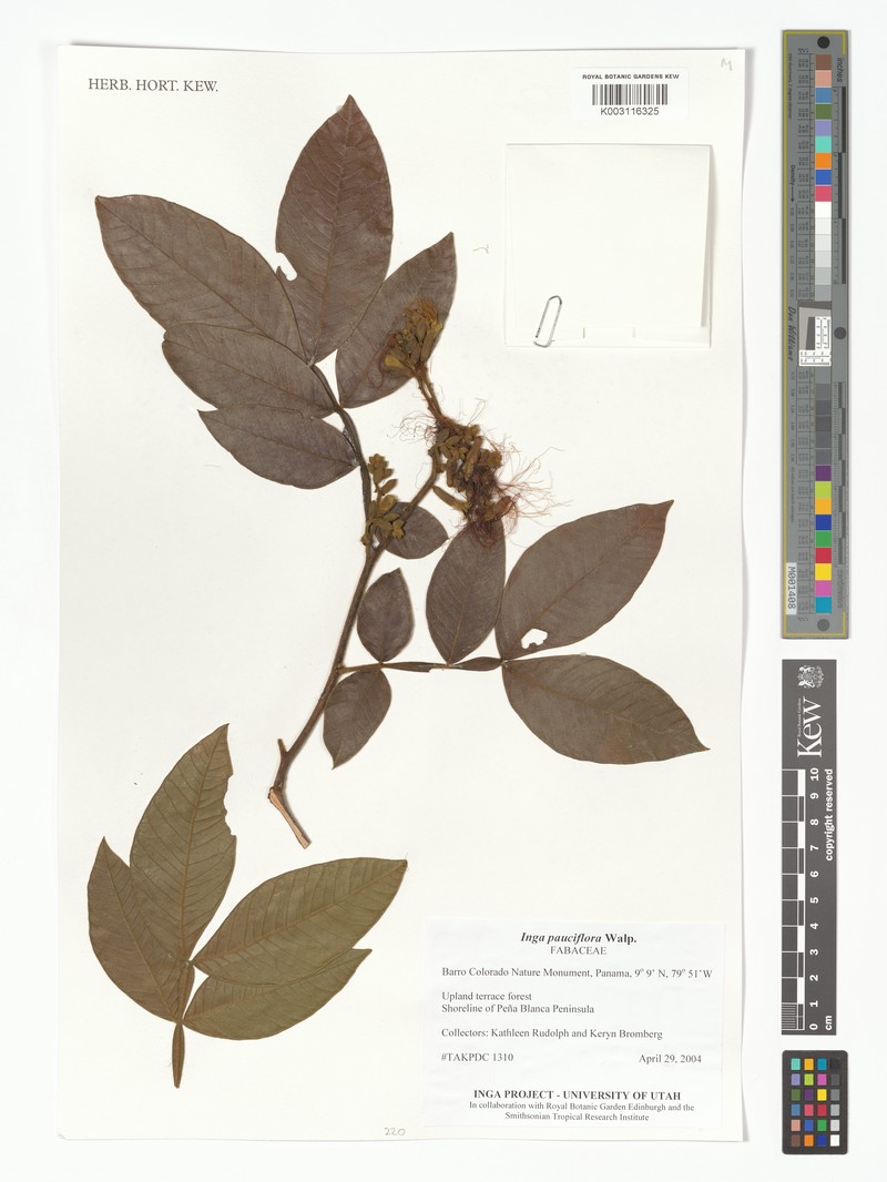 Inga pauciflora photo 2