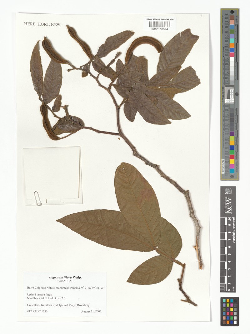 Inga pauciflora photo 3