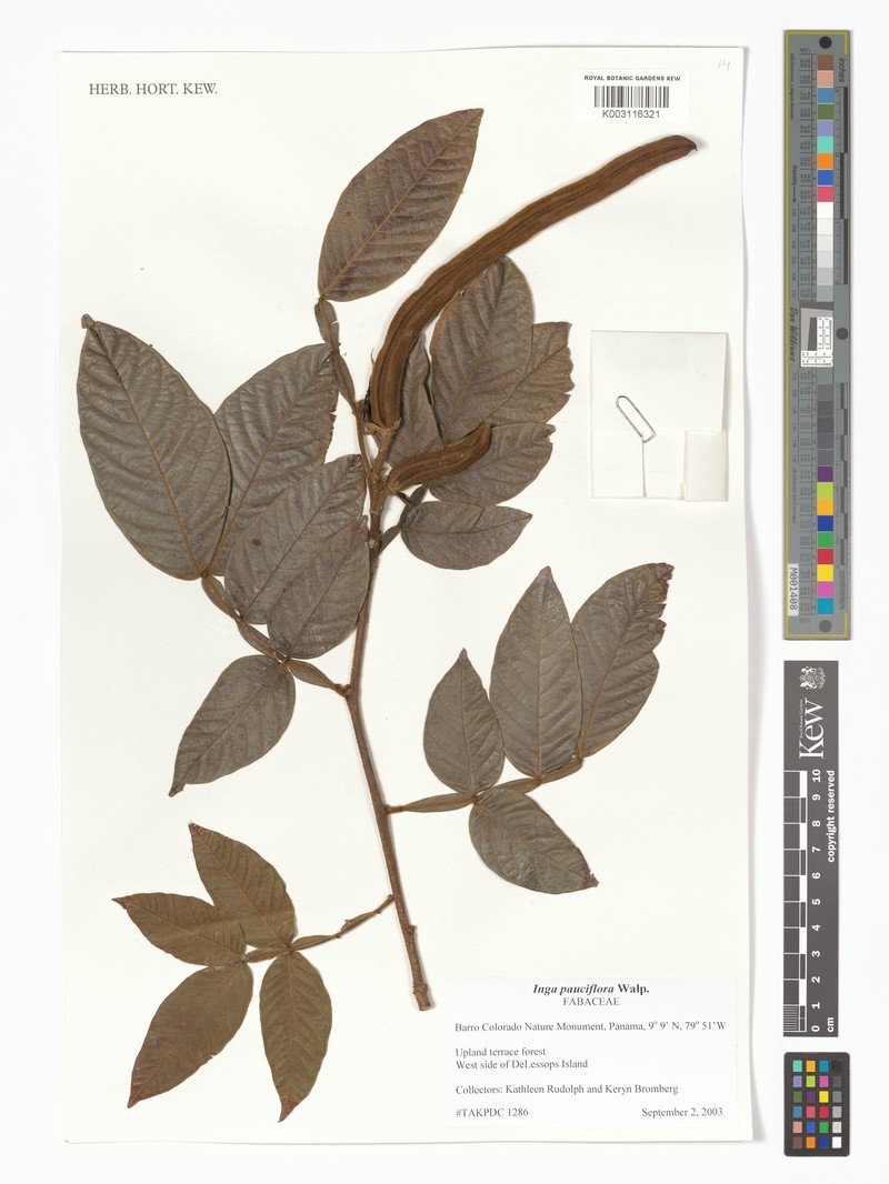 Inga pauciflora photo 4
