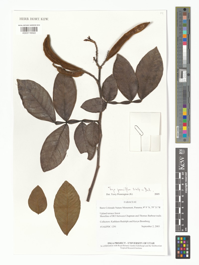 Inga pauciflora photo 5