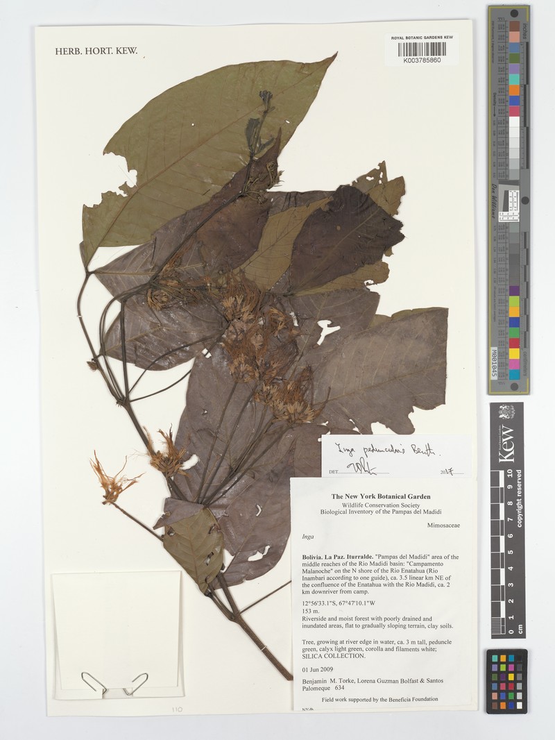 Inga peduncularis photo 2