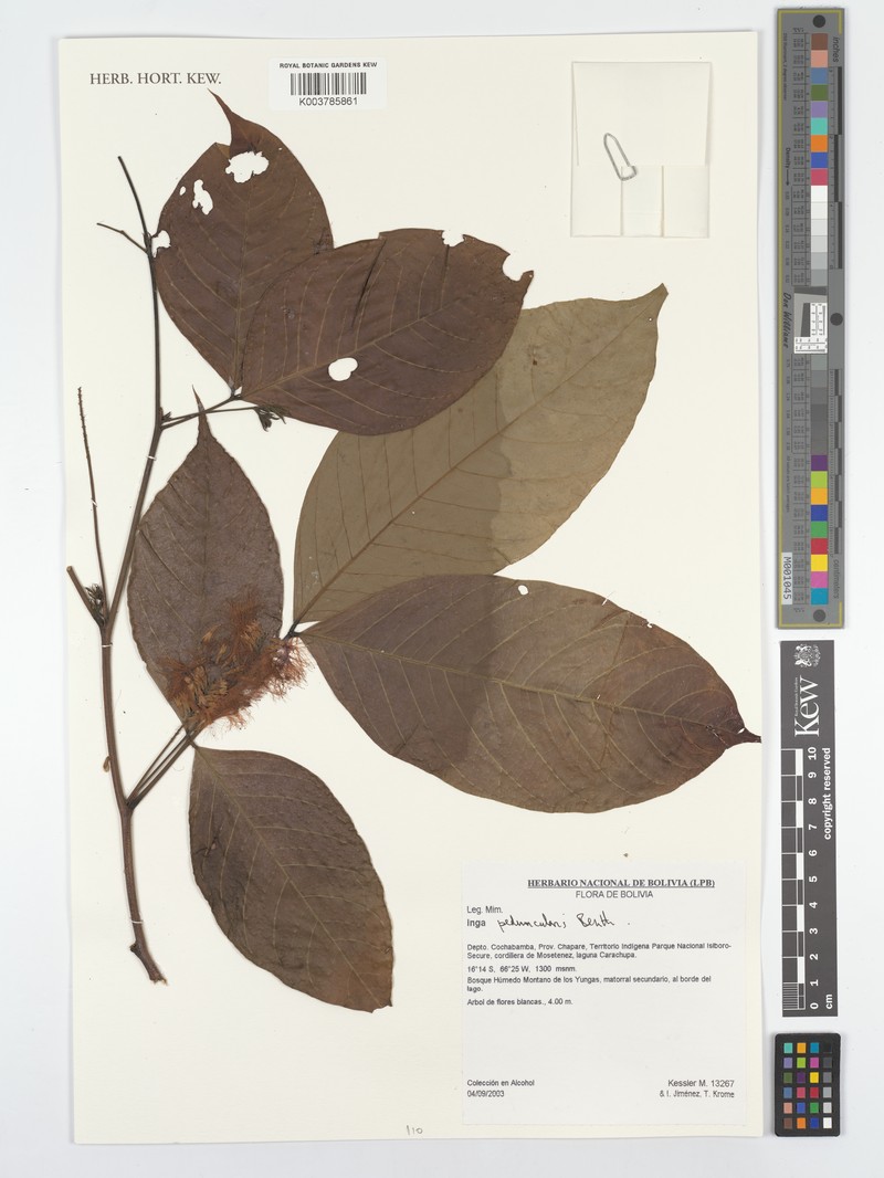 Inga peduncularis photo 3
