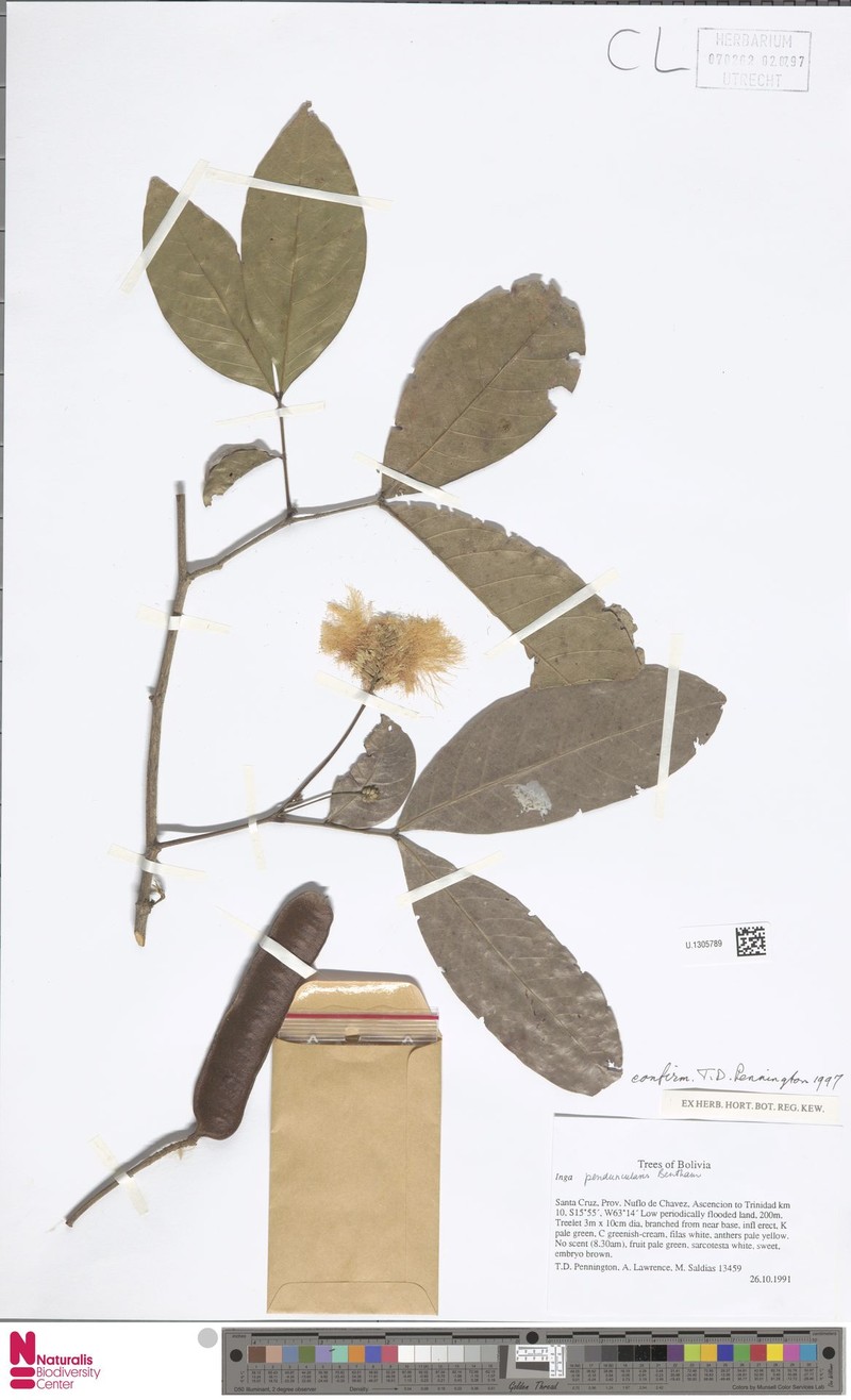 Inga peduncularis photo 5