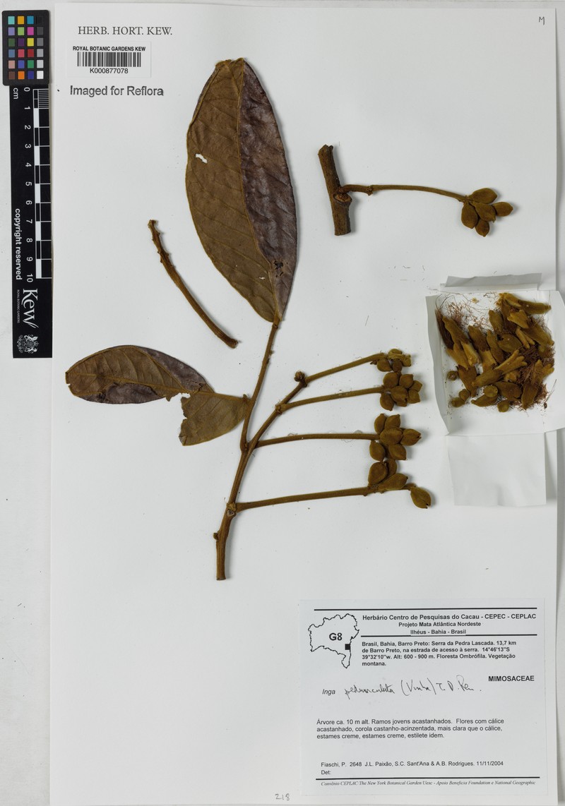 Inga pedunculata